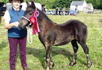 champion fell pony foal